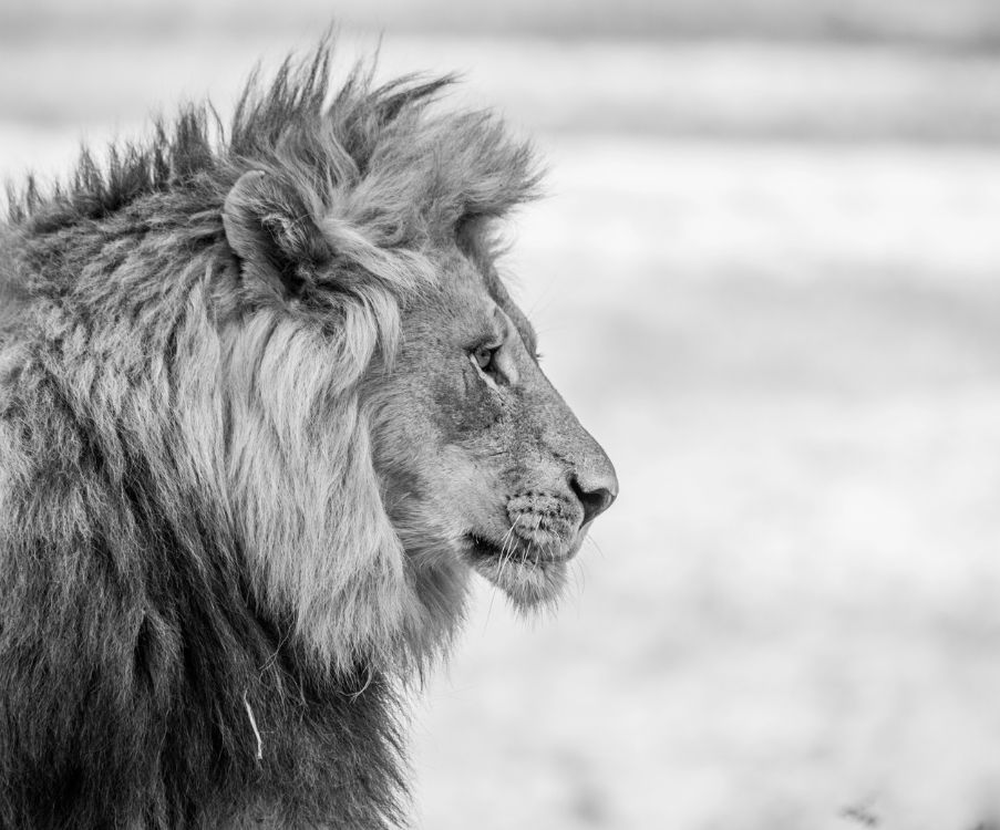 Το «αόρατο λιοντάρι» | Πώς επηρεάζει τις αποφάσεις μας ο τρόπος που αντιδρά ο εγκέφαλος στην απειλή