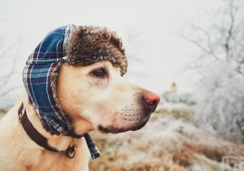 Πώς θα καταλάβετε ότι ο σκύλος σας κρυώνει