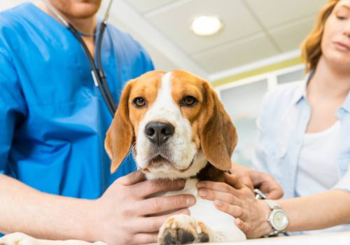 Τελικά τα ημίαιμα σκυλιά είναι περισσότερο υγιή από τα καθαρόαιμα; Πρόσφατη έρευνα δίνει απαντήσεις