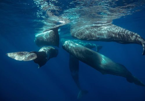 9η Διεθνής Διάσκεψη για τους Ωκεανούς: Οι φάλαινες στην Ελλάδα προστατεύονται μετά από 25 χρόνια αγώνων