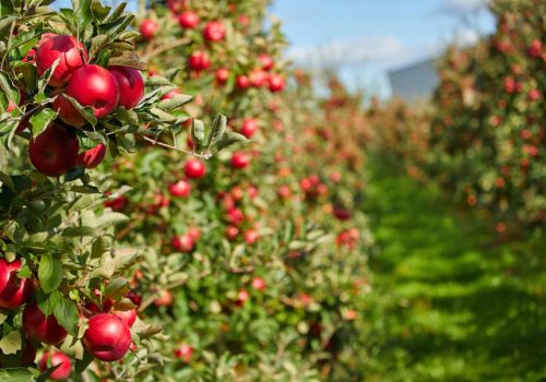 Taste Atlas: Τα μήλα Ζαγοράς στην πρώτη θέση με τα καλύτερα του κόσμου!