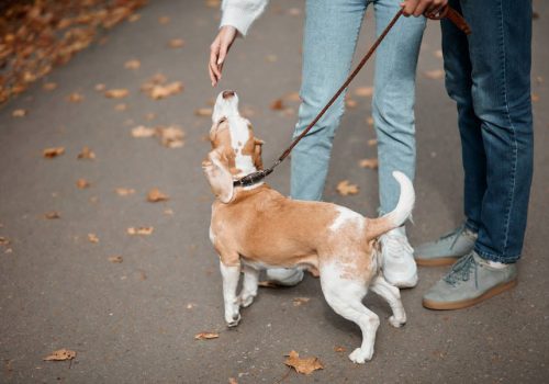 Μπορούν οι σκύλοι να “μυρίσουν” το PTSD; Ερευνητές απαντούν