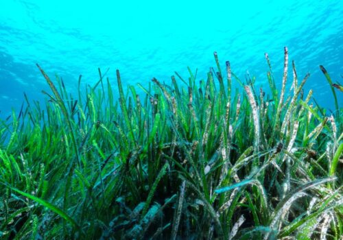 Posidonia oceanica
