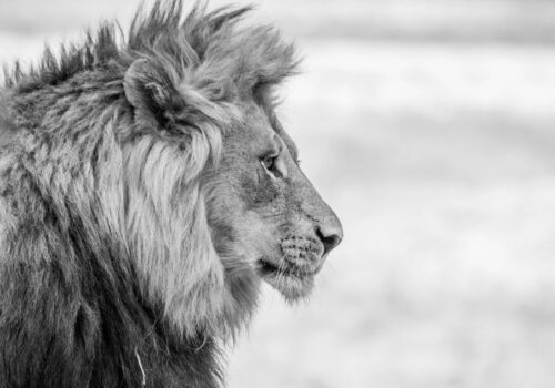 Το «αόρατο λιοντάρι» | Πώς επηρεάζει τις αποφάσεις μας ο τρόπος που αντιδρά ο εγκέφαλος στην απειλή