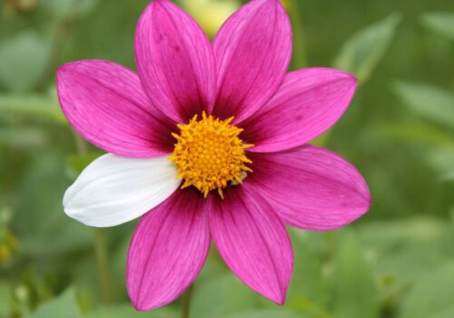 beauty of imperfection