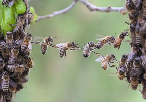 Γιατί χρειαζόμαστε τις μέλισσες και πώς μπορούμε να διαφυλάξουμε την ύπαρξή τους (explainer video)