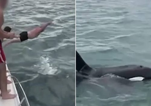 Νέα Ζηλανδία: Άντρας χτύπησε εσκεμμένα φάλαινα όρκα | Το βίντεο που έχει προκαλέσει οργή