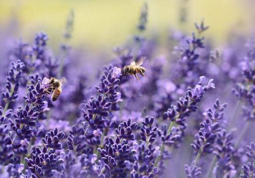 Αυτά είναι τα φυτά που λατρεύουν οι μέλισσες | Πώς να τις βοηθήσουμε