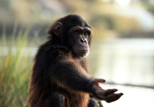 Οι χιμπατζήδες έχουν αναπτύξει μεθόδους θεραπείας και παρέχουν πρώτες βοήθειες μεταξύ τους!