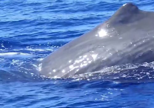 Φάλαινα φυσητήρας κλέβει την παράσταση στο Ιόνιο (βίντεο)